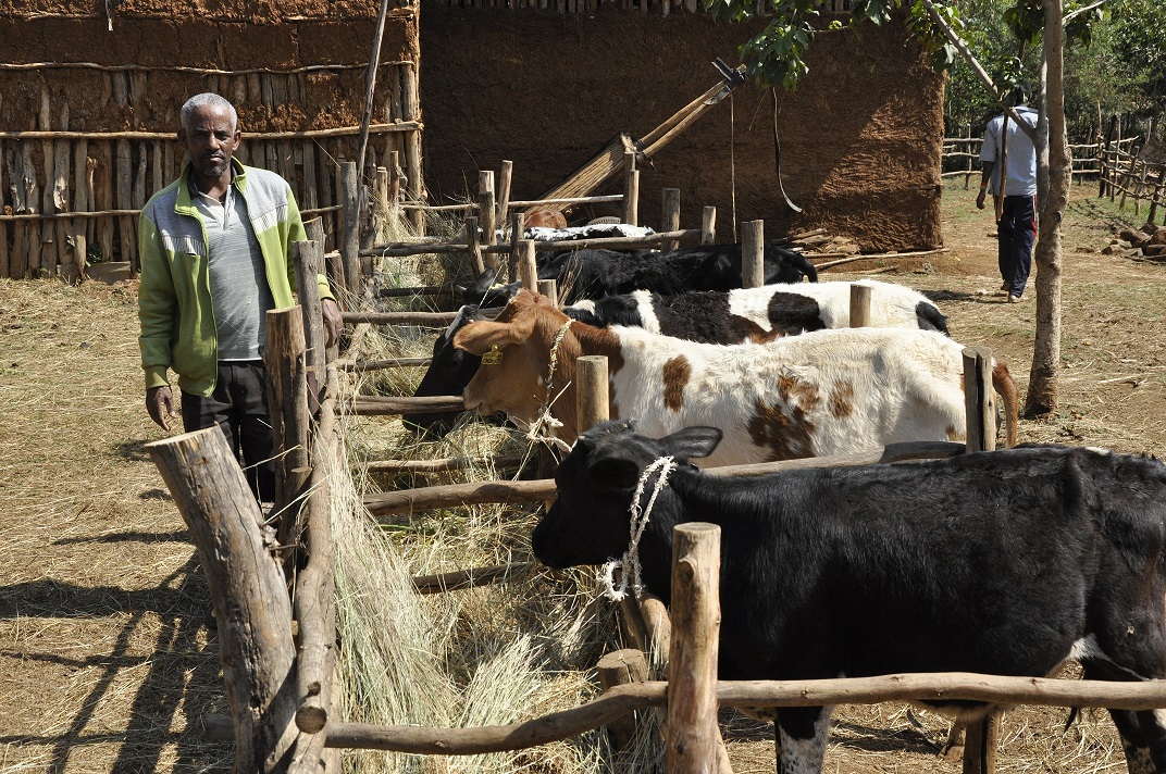 climate-smart-dairy-in-africa-from-subsistence-to-entrepreneurship